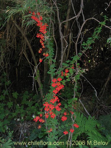 Imágen de Tropaeolum speciosum (Coralito / Quintralito / Voqui). Haga un clic para aumentar parte de imágen.